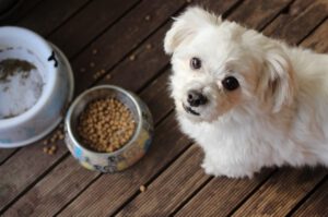Wet and dry pet food