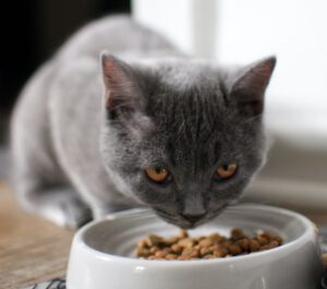 Best food for cats